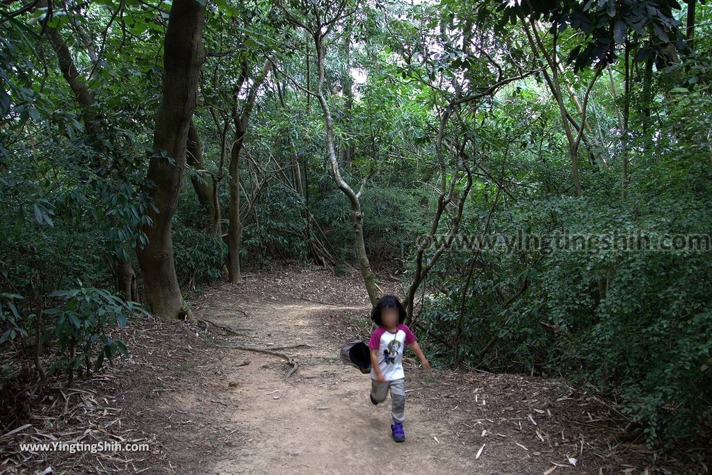 YTS_YTS_20180727_新竹東區高峰植物園／桐花天空之橋Hsinchu East District Gaofeng Botanical Garden131_3A5A3167.jpg