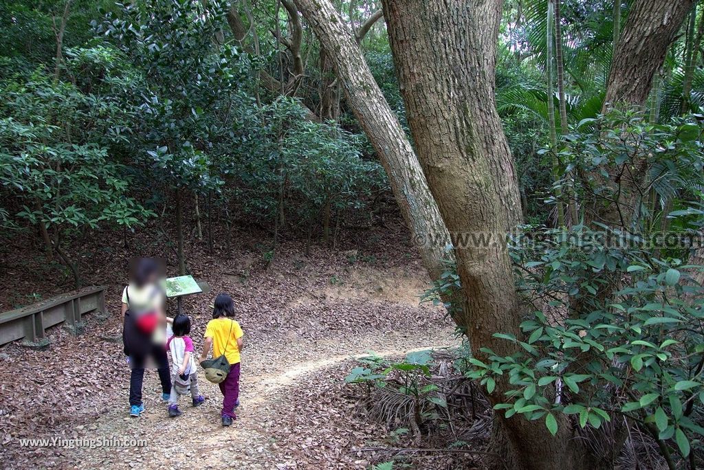 YTS_YTS_20180727_新竹東區高峰植物園／桐花天空之橋Hsinchu East District Gaofeng Botanical Garden137_3A5A3222.jpg