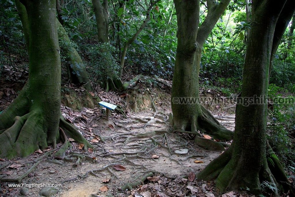 YTS_YTS_20180727_新竹東區高峰植物園／桐花天空之橋Hsinchu East District Gaofeng Botanical Garden138_3A5A3259.jpg