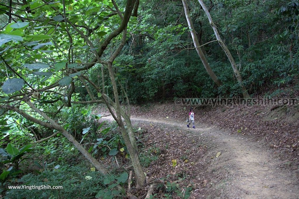 YTS_YTS_20180727_新竹東區高峰植物園／桐花天空之橋Hsinchu East District Gaofeng Botanical Garden144_3A5A3374.jpg