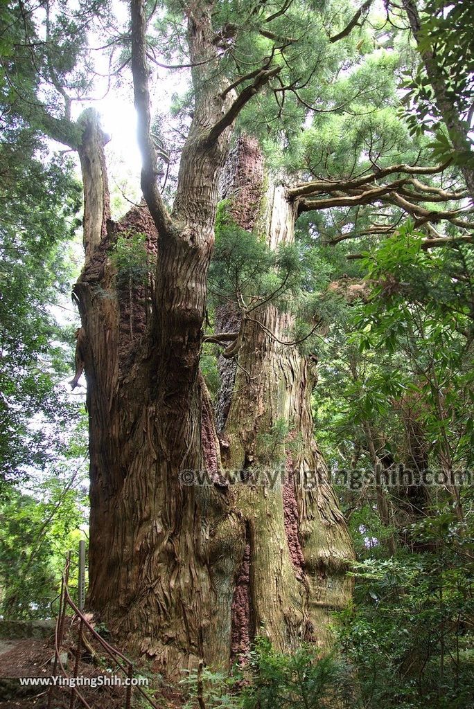 YTS_YTS_20180812_Japan Kyushu Kumamoto Aso Manganji日本九州熊本阿蘇滿願寺／滿山神社／金毘羅杉106_3A5A1297.jpg