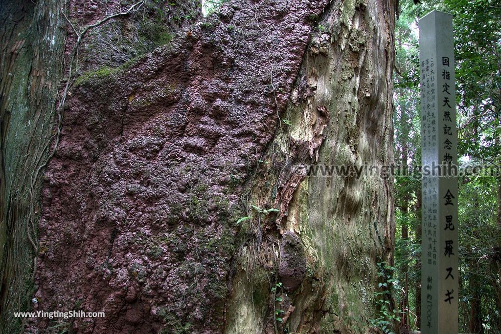 YTS_YTS_20180812_Japan Kyushu Kumamoto Aso Manganji日本九州熊本阿蘇滿願寺／滿山神社／金毘羅杉110_3A5A1375.jpg