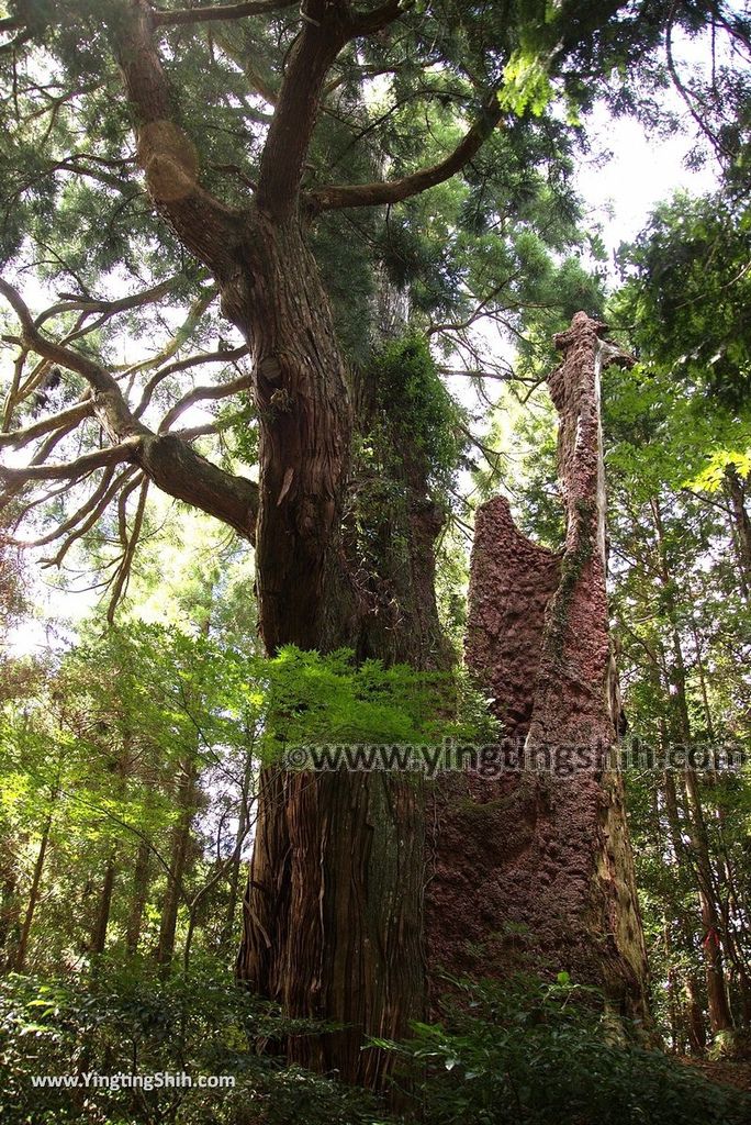 YTS_YTS_20180812_Japan Kyushu Kumamoto Aso Manganji日本九州熊本阿蘇滿願寺／滿山神社／金毘羅杉114_3A5A2142.jpg