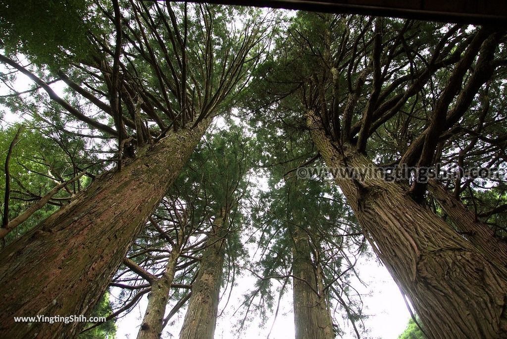 YTS_YTS_20180812_Japan Kyushu Kumamoto Aso Manganji日本九州熊本阿蘇滿願寺／滿山神社／金毘羅杉136_3A5A0611.jpg