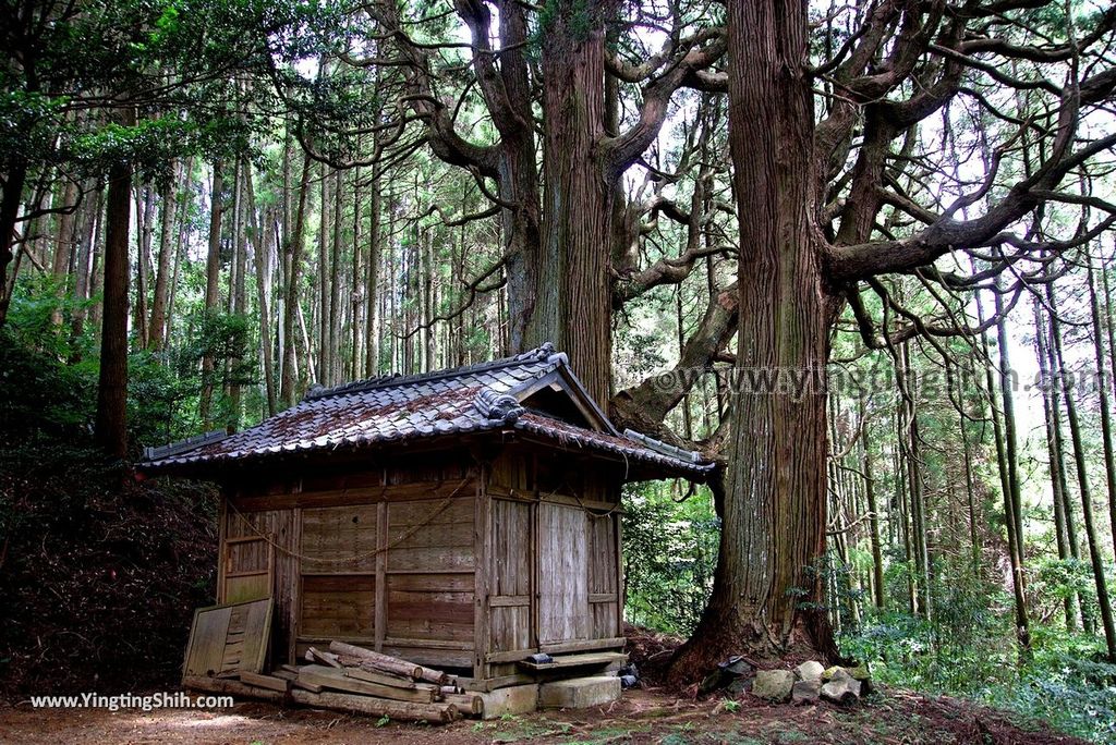 YTS_YTS_20180812_Japan Kyushu Kumamoto Aso Manganji日本九州熊本阿蘇滿願寺／滿山神社／金毘羅杉141_3A5A0638.jpg