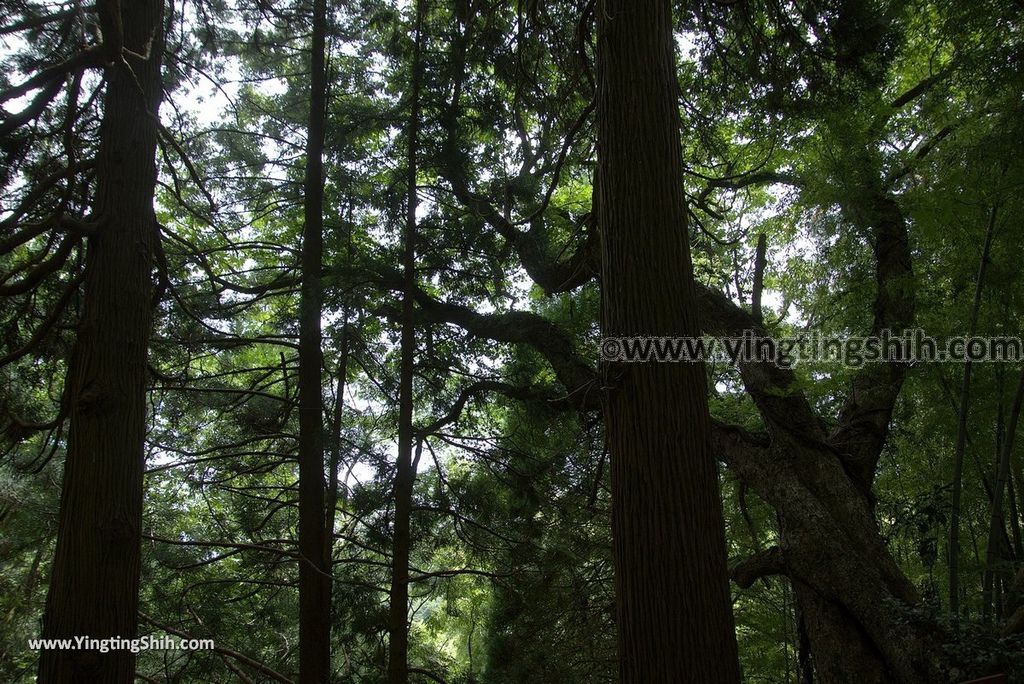 YTS_YTS_20180812_Japan Kyushu Kumamoto Aso Manganji日本九州熊本阿蘇滿願寺／滿山神社／金毘羅杉149_3A5A0706.jpg