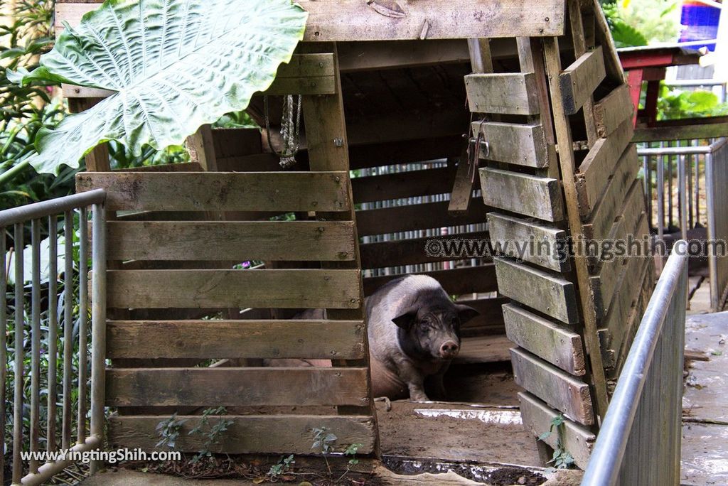 YTS_YTS_20181013_南投名間南投豬樂園Nantou Mingjian Pig Theme Park／Pig Lulu Paradise017_3A5A9998.jpg