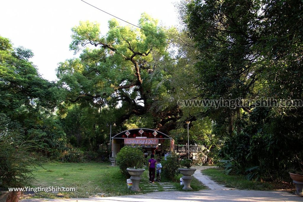 YTS_YTS_20181006_台中太平百年大樟樹Taichung Taiping Century-old Camphor Tree007_3A5A3632.jpg