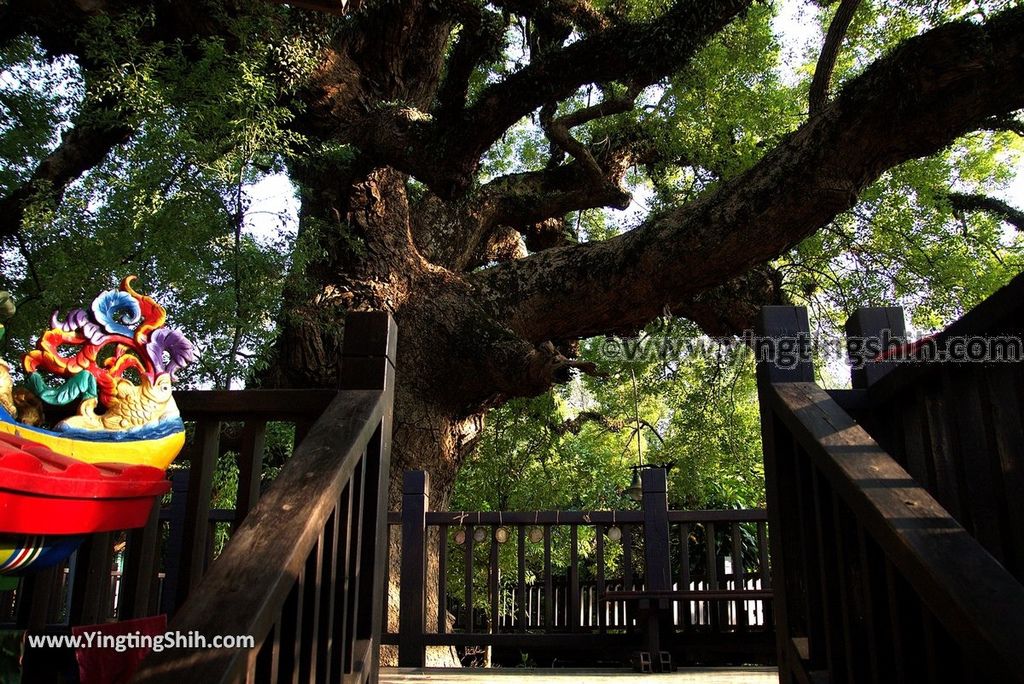 YTS_YTS_20181006_台中太平百年大樟樹Taichung Taiping Century-old Camphor Tree018_3A5A3732.jpg