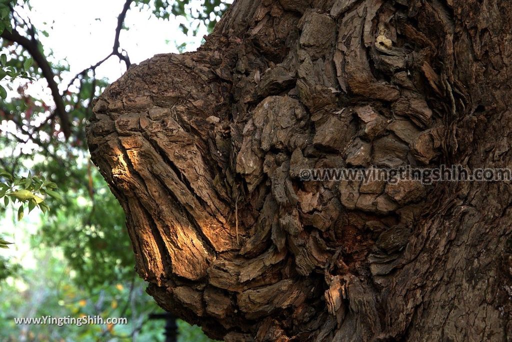 YTS_YTS_20181006_台中太平百年大樟樹Taichung Taiping Century-old Camphor Tree023_3A5A4871.jpg