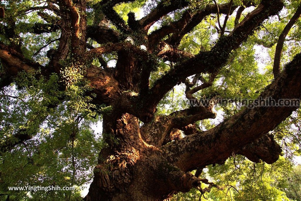 YTS_YTS_20181006_台中太平百年大樟樹Taichung Taiping Century-old Camphor Tree024_3A5A3742.jpg