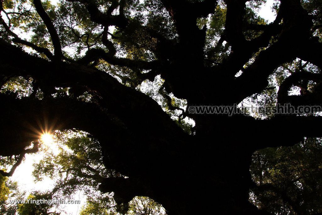 YTS_YTS_20181006_台中太平百年大樟樹Taichung Taiping Century-old Camphor Tree034_3A5A3883.jpg