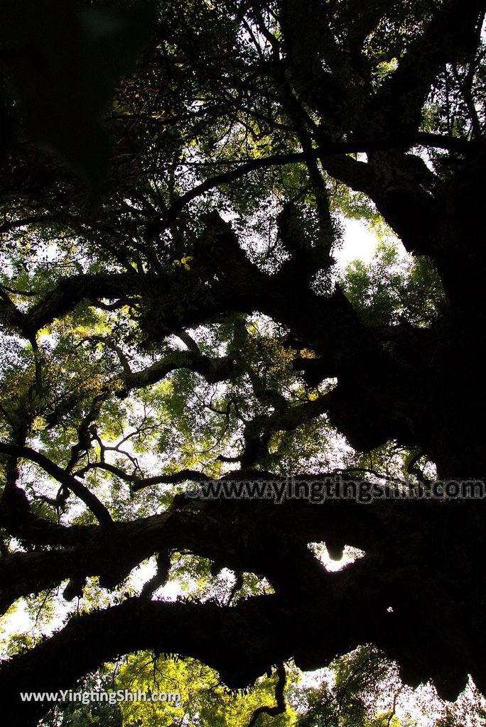 YTS_YTS_20181006_台中太平百年大樟樹Taichung Taiping Century-old Camphor Tree035_3A5A3966.jpg