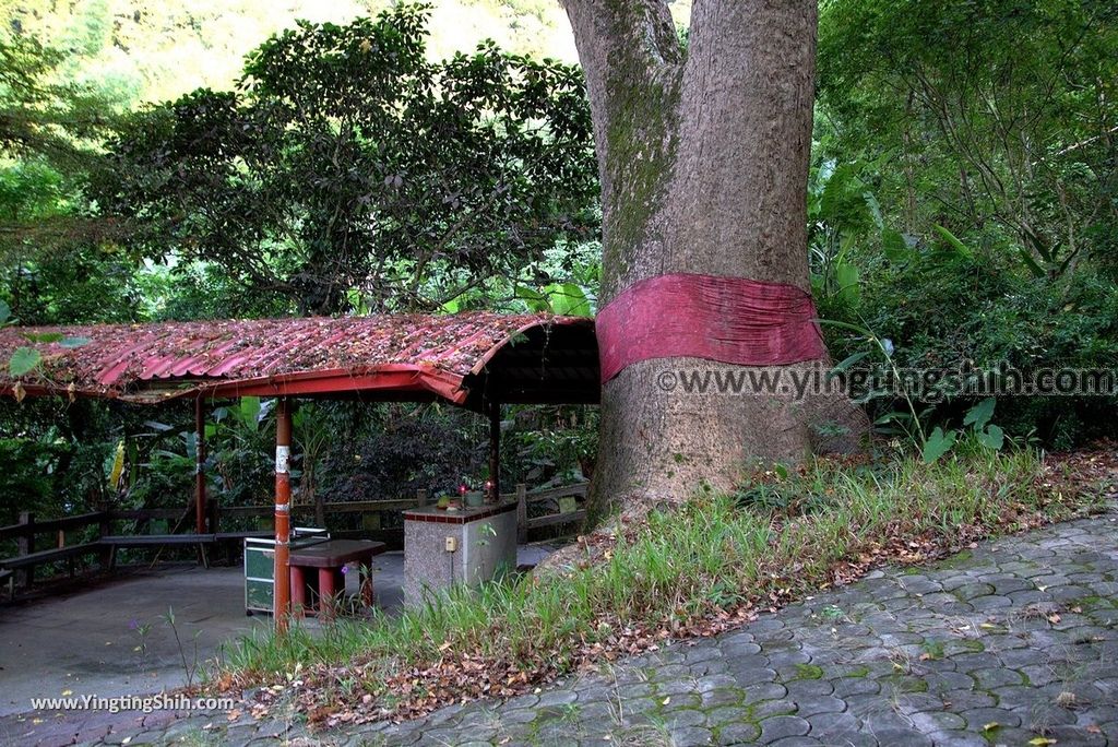 YTS_YTS_20181013_南投名間仁和大樟樹公Nantou Mingjian Comphor Tree／Giant Tree025_3A5A0803.jpg