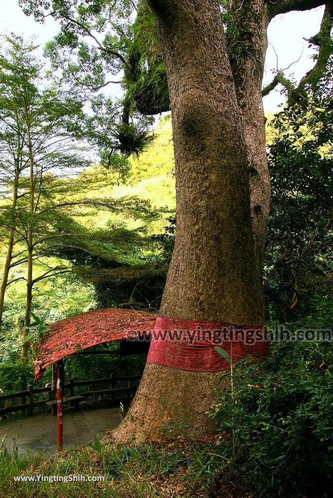 YTS_YTS_20181013_南投名間仁和大樟樹公Nantou Mingjian Comphor Tree／Giant Tree029_3A5A0879.jpg