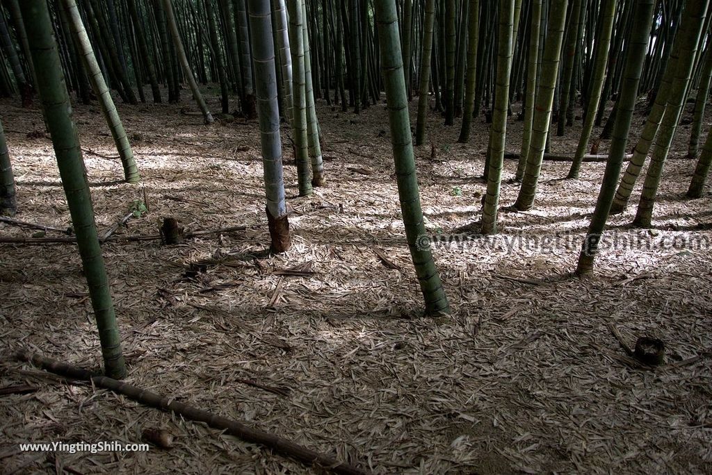 YTS_YTS_20181013_南投竹山觀竹海樓／大鞍竹海／孟宗竹蔭隧道Nantou Zhushan Bamboo Forest060_3A5A5227.jpg