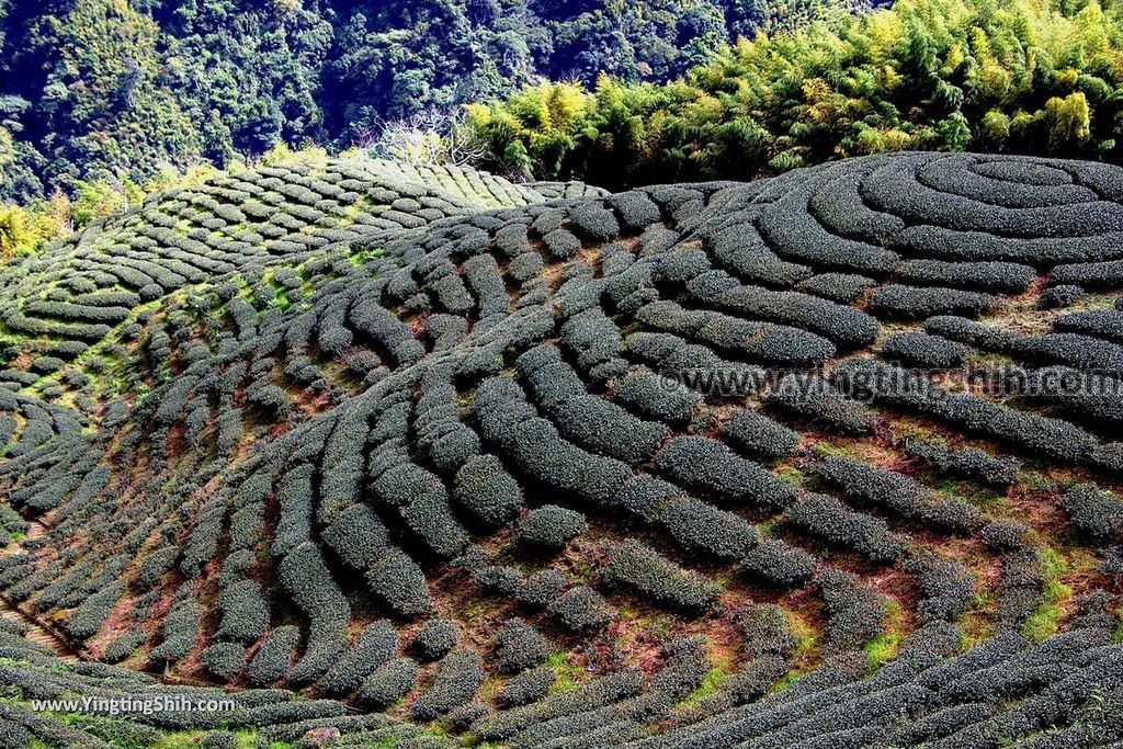 YTS_YTS_20181013_南投竹山八卦茶園／八卦回音亭／雍富休閒茶莊最佳觀景平台Nantou Zhushan Bagua Tea Garden018_3A5A5430.jpg