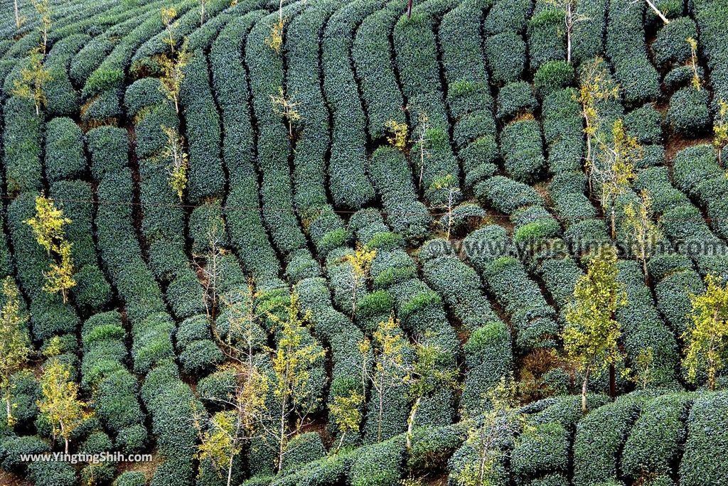 YTS_YTS_20181013_南投鹿谷大崙山瞭望平台步道／銀杏森林／樟空倫山Nantou Lugu Dalunshan Tea Garden Ginkgo Forest049_3A5A8013.jpg