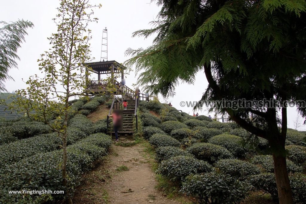 YTS_YTS_20181013_南投鹿谷大崙山瞭望平台步道／銀杏森林／樟空倫山Nantou Lugu Dalunshan Tea Garden Ginkgo Forest096_3A5A8397.jpg