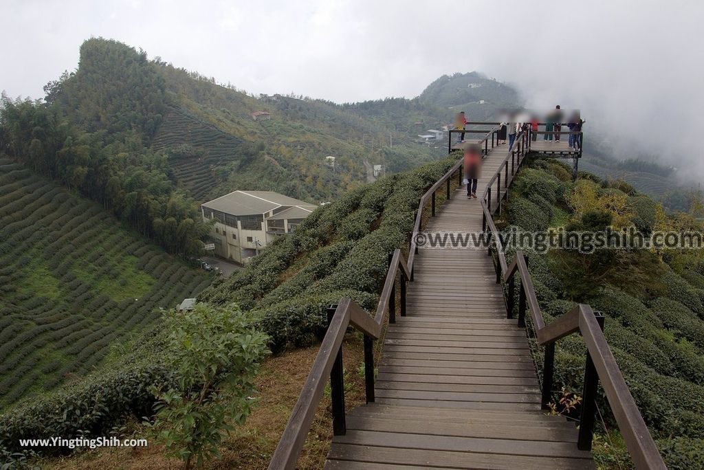 YTS_YTS_20181013_南投鹿谷大崙山瞭望平台步道／銀杏森林／樟空倫山Nantou Lugu Dalunshan Tea Garden Ginkgo Forest098_3A5A8434.jpg