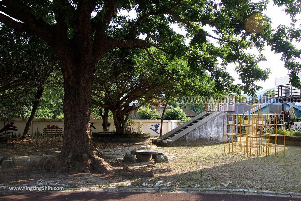 YTS_YTS_20181021_苗栗縣銅鑼八百年樟樹／興隆國小Miaoli Tongluo Giant Tree／Singlong Elementary School028_3A5A7892.jpg