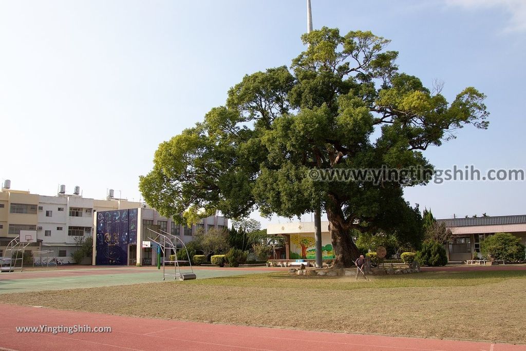 YTS_YTS_20181021_苗栗縣銅鑼八百年樟樹／興隆國小Miaoli Tongluo Giant Tree／Singlong Elementary School034_3A5A8081.jpg