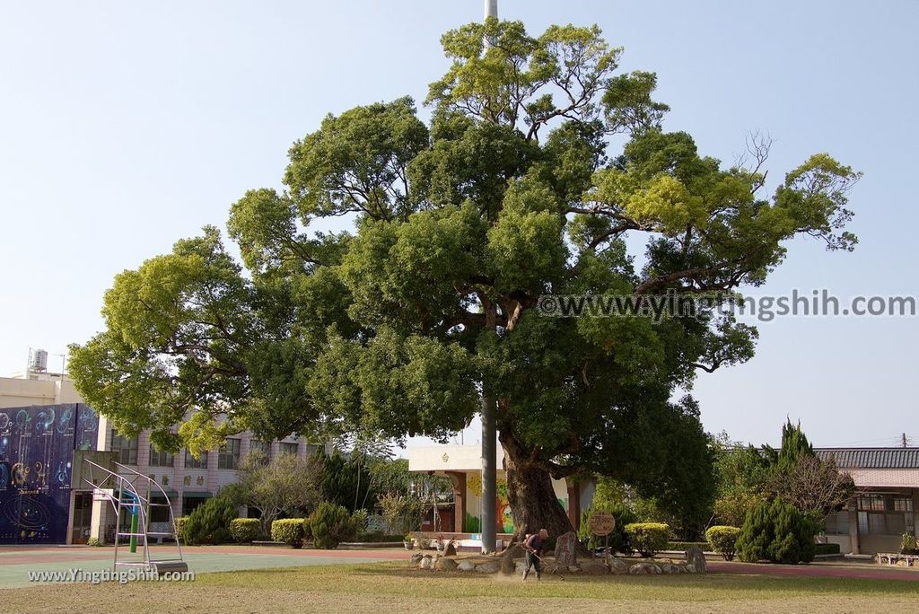 YTS_YTS_20181021_苗栗縣銅鑼八百年樟樹／興隆國小Miaoli Tongluo Giant Tree／Singlong Elementary School035_3A5A8097.jpg