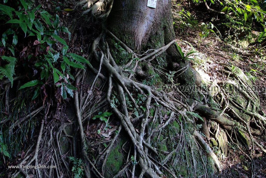 YTS_YTS_20181020_新北鶯歌鶯歌石登山步道New Taipei Yingge Yingge Rock Hiking Trail036_3A5A3872.jpg