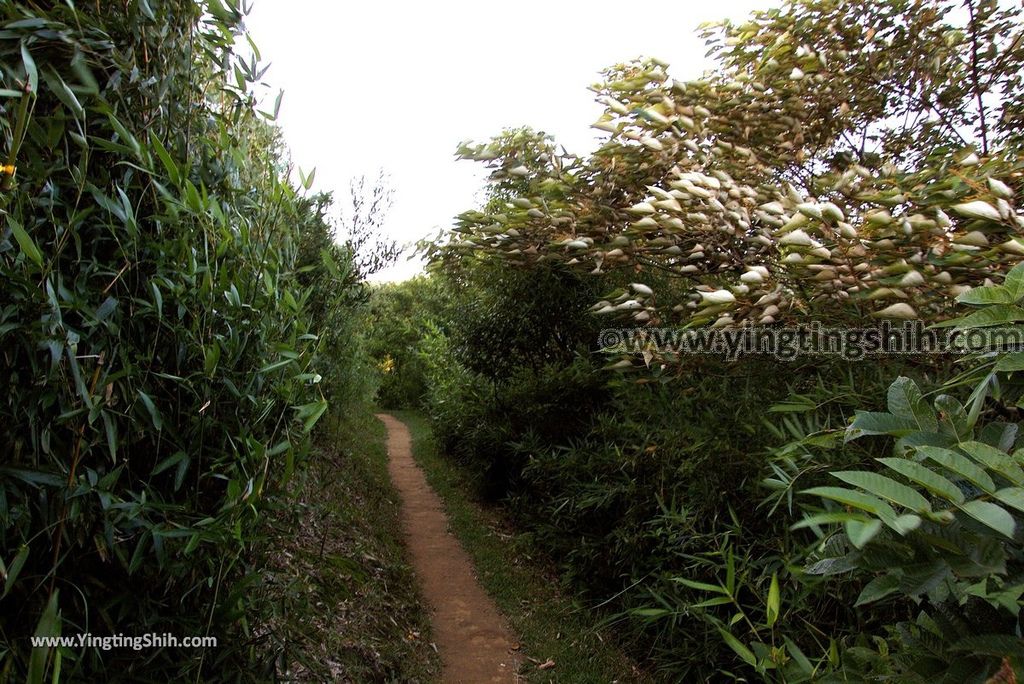 YTS_YTS_20181020_新北鶯歌鶯歌石登山步道New Taipei Yingge Yingge Rock Hiking Trail105_3A5A4552.jpg