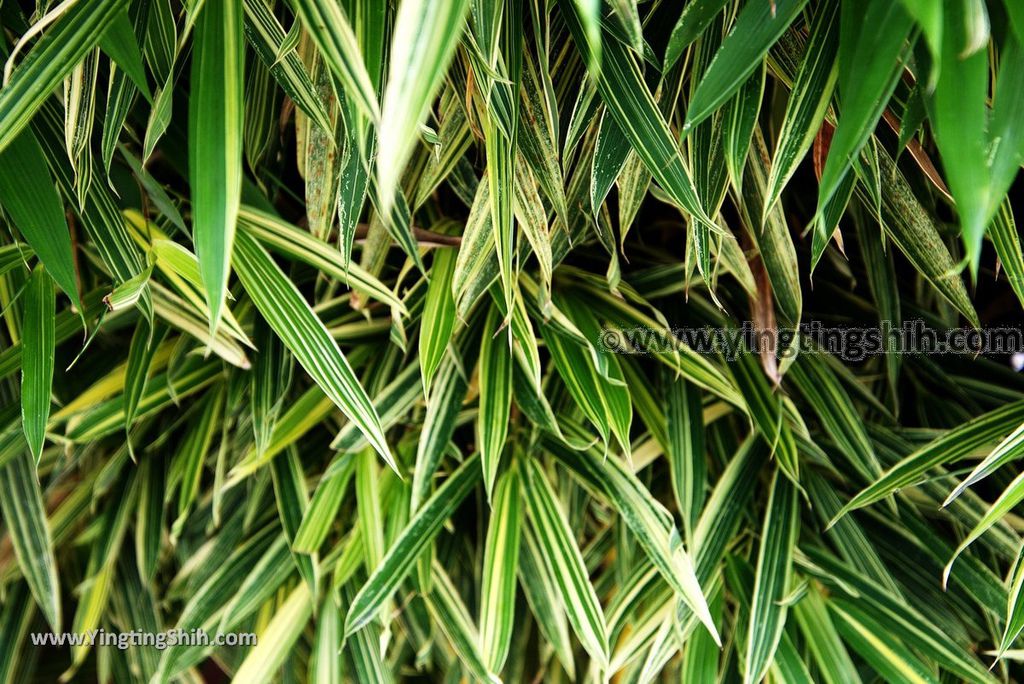 YTS_YTS_20180225_南投竹山竹子園／新寶順茶寶石文化園Nantou Zhushan Bamboo Garden019_3A5A7873.jpg