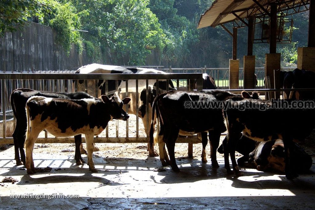 YTS_YTS_20181027_彰化花壇大山牧場Changhua Huatan Dasan Ranch070_3A5A2694.jpg