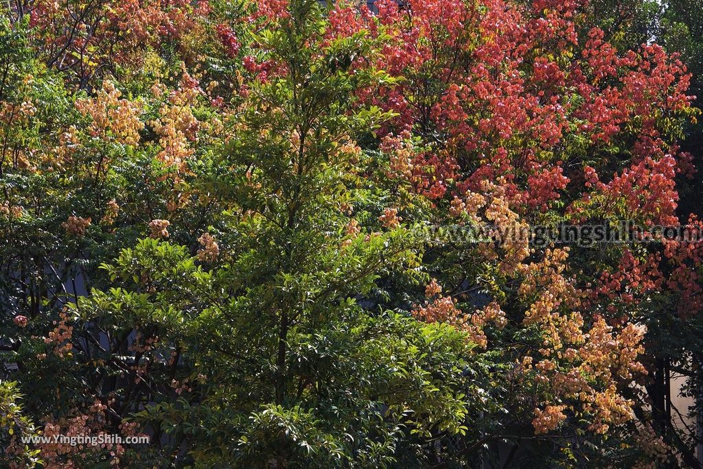 YTS_YTS_20181006_台中北屯大坑和平里921地震公園Taichung Beitun Dakeng 921 Earthquake Park024_3A5A2599.jpg