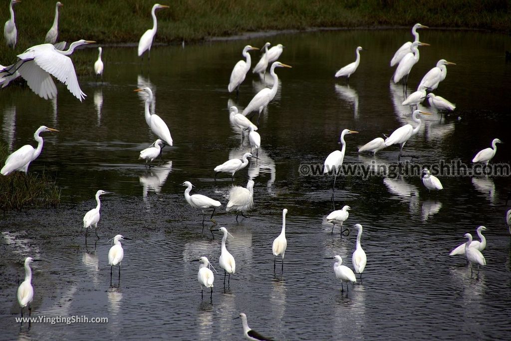 YTS_YTS_20180209_屏東林邊崎峰濕地／崎峰社區活動中心Pingtung Linbian Qifeng Wetlands086_3A5A9369.jpg