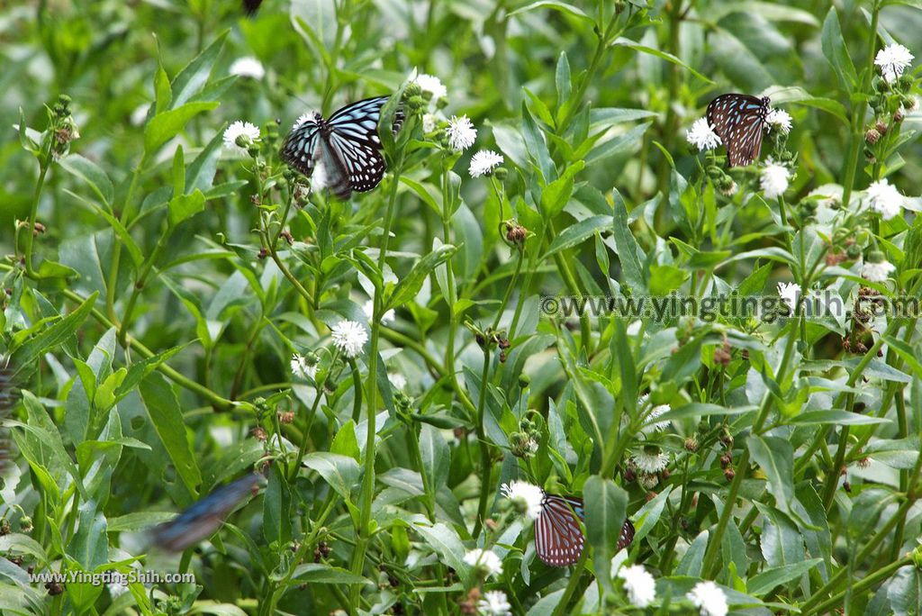 YTS_YTS_20180630_基隆暖暖暖東苗圃／暖暖運動公園Keelung Nuannuan Nuan Dong Plant Nursery／Sports Park018_3A5A7354.jpg