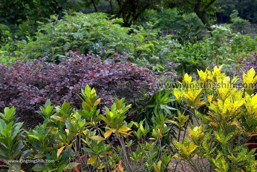 YTS_YTS_20180630_基隆暖暖暖東苗圃／暖暖運動公園Keelung Nuannuan Nuan Dong Plant Nursery／Sports Park038_3A5A6999.jpg