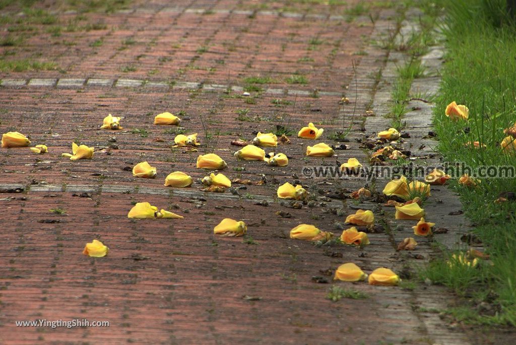 YTS_YTS_20180630_基隆暖暖暖東苗圃／暖暖運動公園Keelung Nuannuan Nuan Dong Plant Nursery／Sports Park123_3A5A8202.jpg