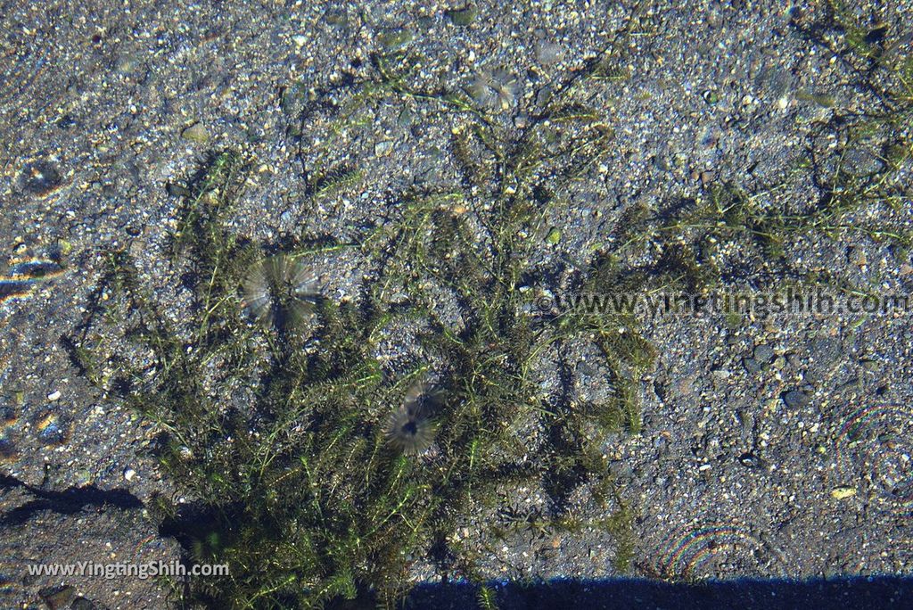 YTS_YTS_20181111_宜蘭員山螃蟹冒泡／自然湧泉／毛蟹冒泡Yilan Yuanshan Crab Bubble／Bubbling Spring034_3A5A3864.jpg