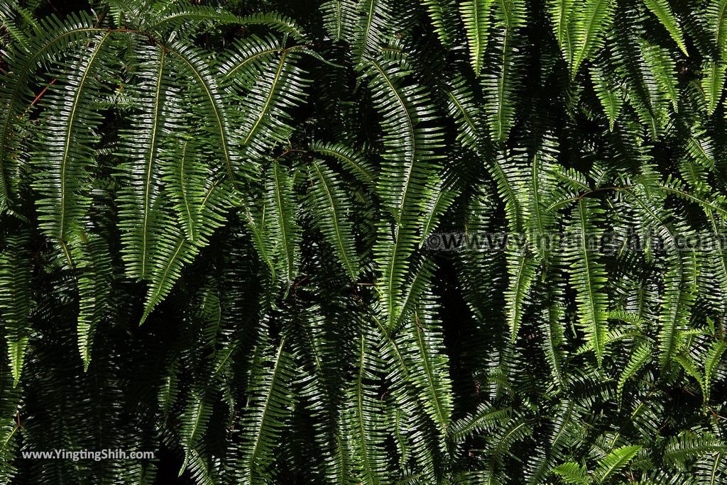 YTS_YTS_20181111_宜蘭員山太陽埤槍櫃／步道／太陽湖畔咖啡館Yilan Yuanshan Taiyang Hiking Trail097_3A5A8758.jpg