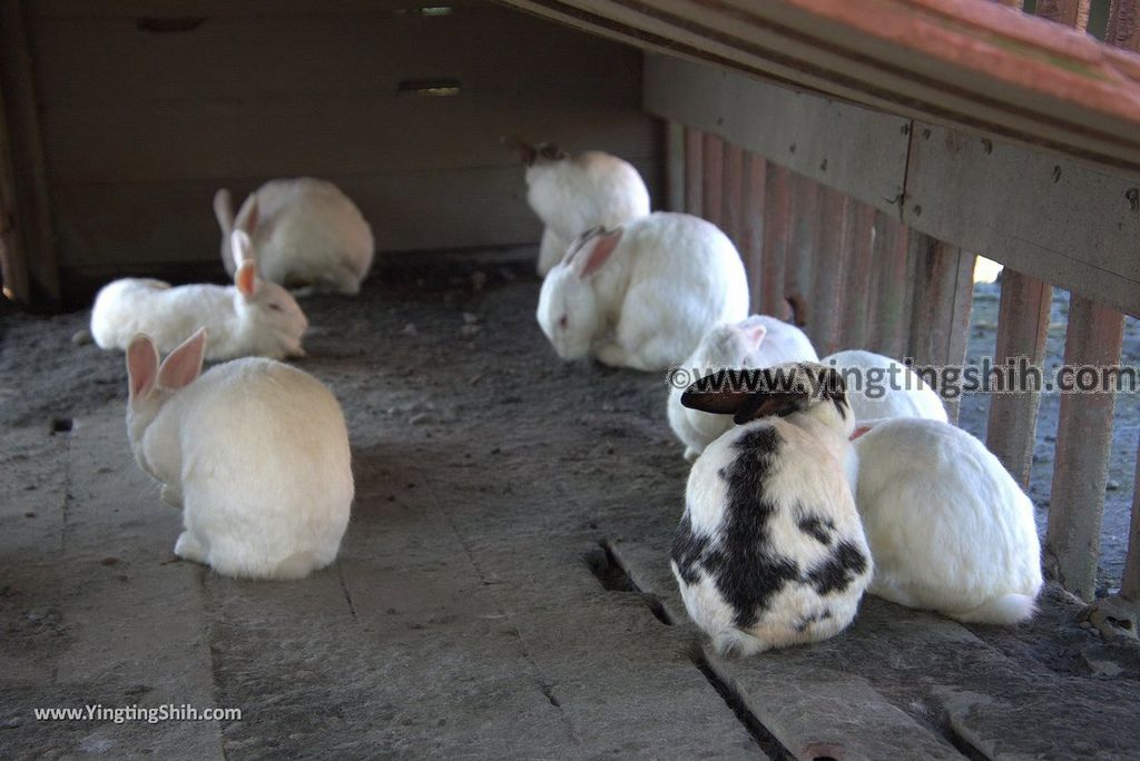 YTS_YTS_20181111_宜蘭員山可達休閒羊場／觀光工廠Yilan Yuanshan Keda Leisure Sheep Farm035_3A5A5080.jpg