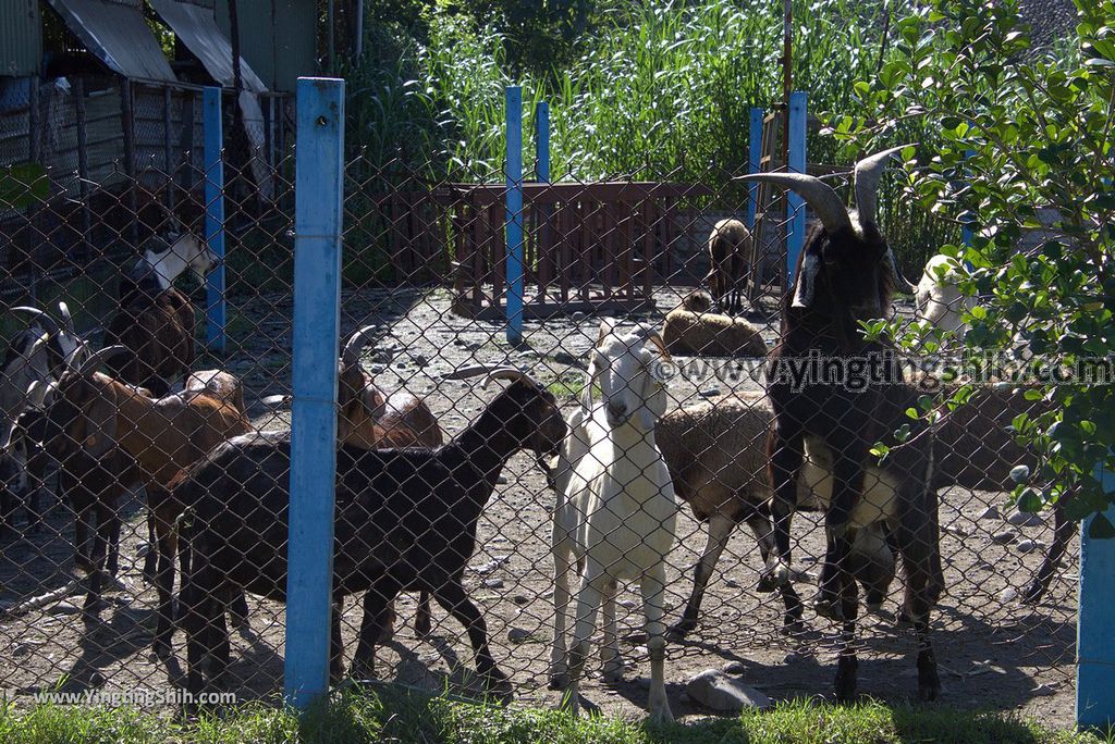 YTS_YTS_20181111_宜蘭員山可達休閒羊場／觀光工廠Yilan Yuanshan Keda Leisure Sheep Farm055_3A5A5292.jpg