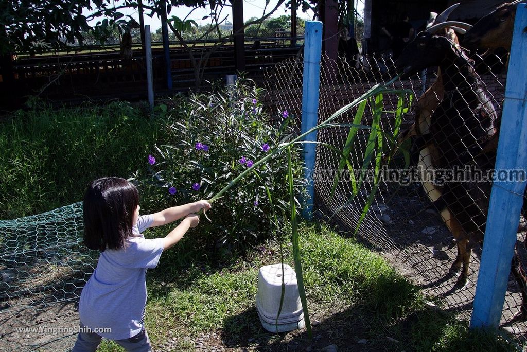 YTS_YTS_20181111_宜蘭員山可達休閒羊場／觀光工廠Yilan Yuanshan Keda Leisure Sheep Farm058_3A5A5303.jpg