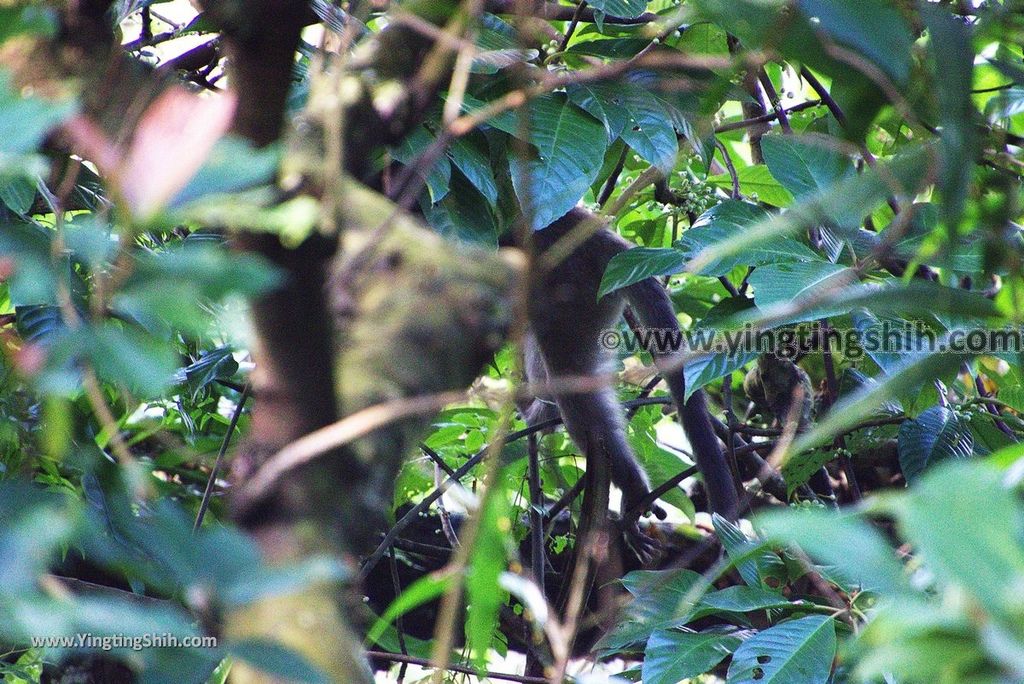 YTS_YTS_20181118_宜蘭冬山仁山植物園／仁山步道Yilan Dongshan Ren Shan Botanical Garden／Hiking Trail038_3A5A3001.jpg