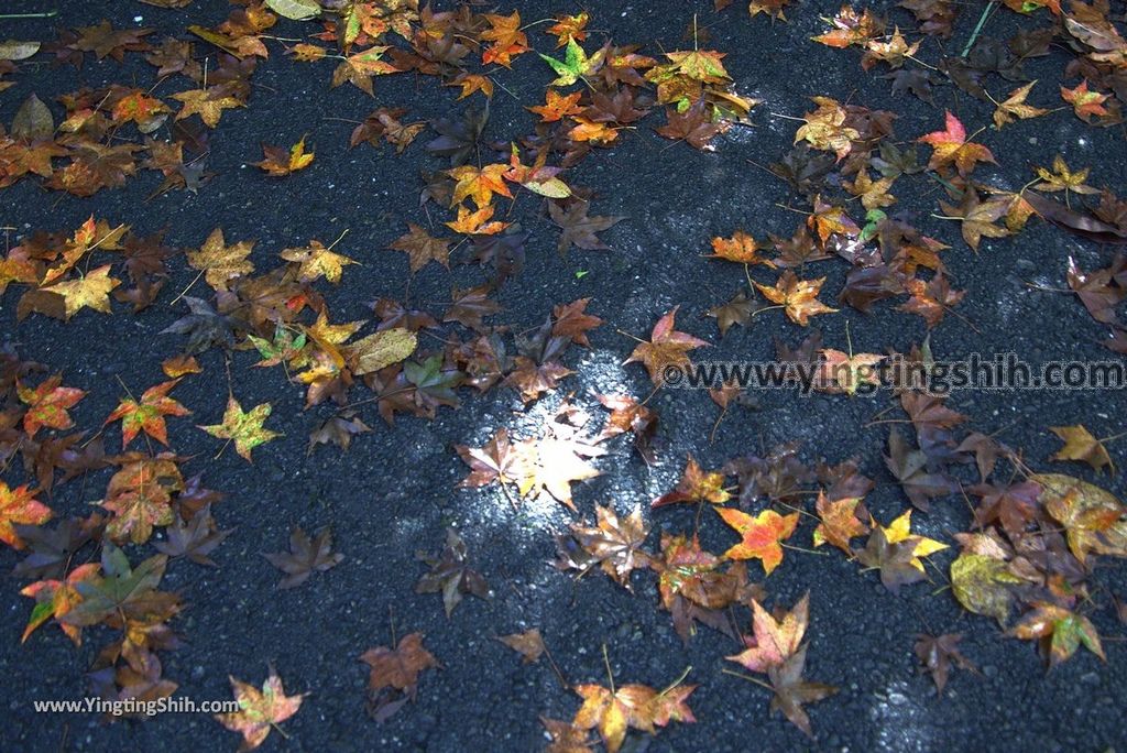 YTS_YTS_20181118_宜蘭冬山仁山植物園／仁山步道Yilan Dongshan Ren Shan Botanical Garden／Hiking Trail045_3A5A2887.jpg