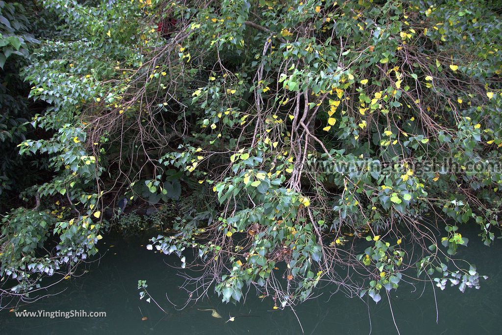 YTS_YTS_20181111_宜蘭冬山梅花湖風景區／環湖步道Yilan Dongshan Plum Blossom Lake／Hiking Trail036_3A5A5727.jpg