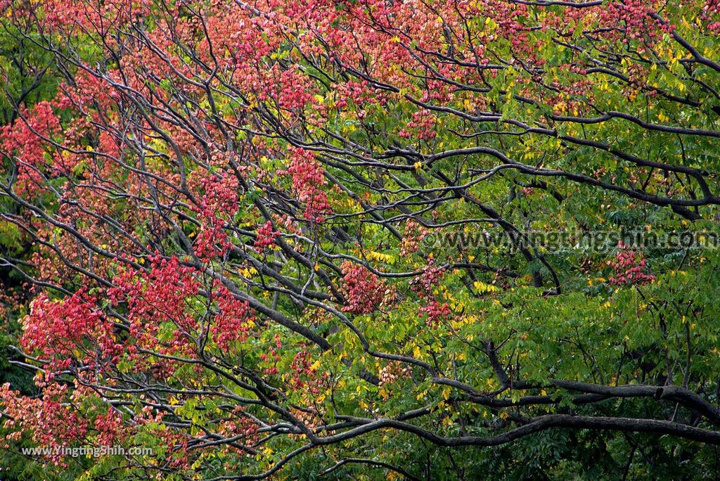 YTS_YTS_20181111_宜蘭羅東林業文化園區／森林鐵路／火車頭Yilan Luodong Forestry Culture Park130_3A5A4098.jpg