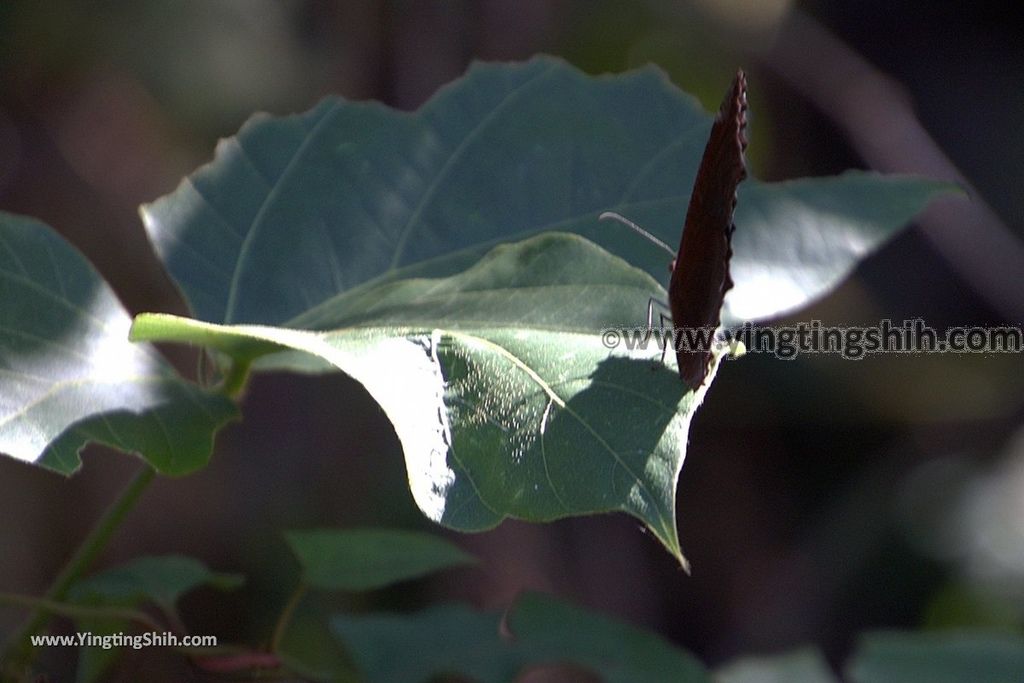 YTS_YTS_20181124_南投草屯九九峰生態藝術園區／森林步道Nantou Caotun Jiujiu Feng Eco-Art Park／Forest Trail136_3A5A7492.jpg