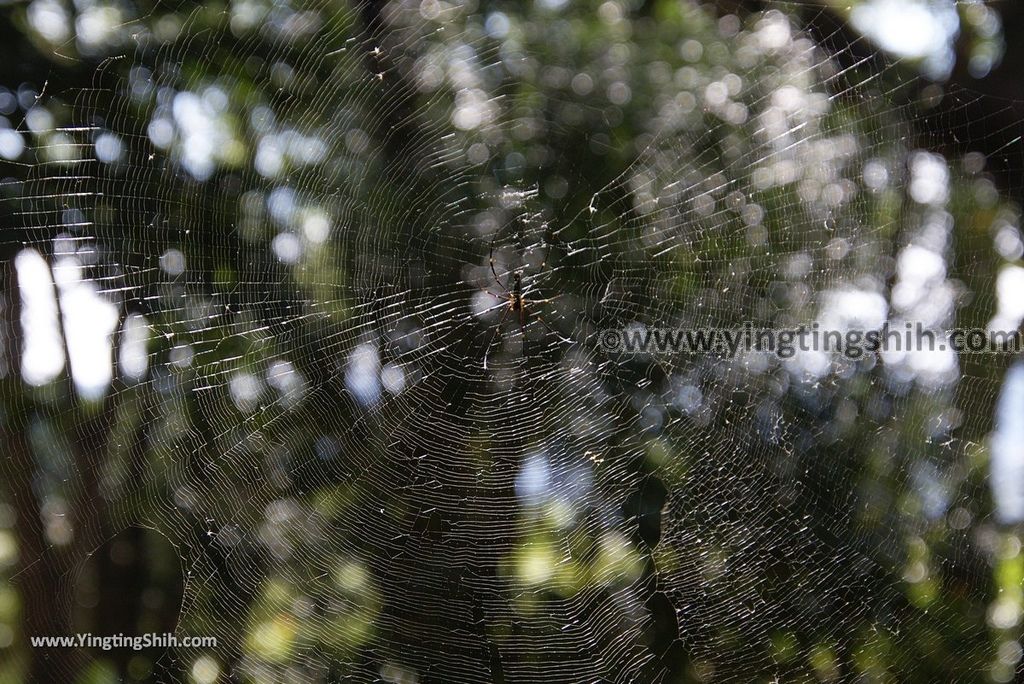 YTS_YTS_20181124_南投草屯九九峰生態藝術園區／森林步道Nantou Caotun Jiujiu Feng Eco-Art Park／Forest Trail141_3A5A7711.jpg