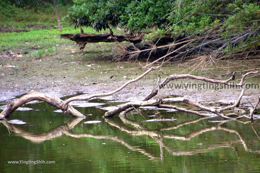 YTS_YTS_20180506_桃園龍潭泥橋仔埤塘Taoyuan Longtan Mud Bridge Pond026_3A5A6364.jpg