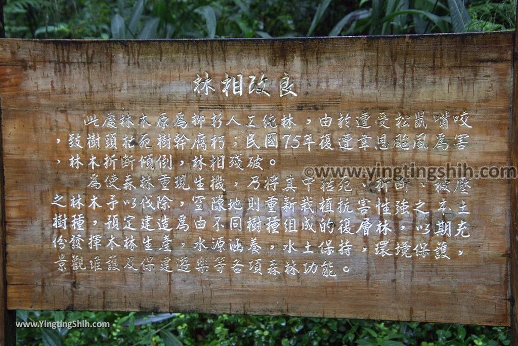 YTS_YTS_20181012_ 南投鹿谷溪頭自然教育園區Nantou Lugu Xitou Nature Education Area106_3A5A0858.jpg