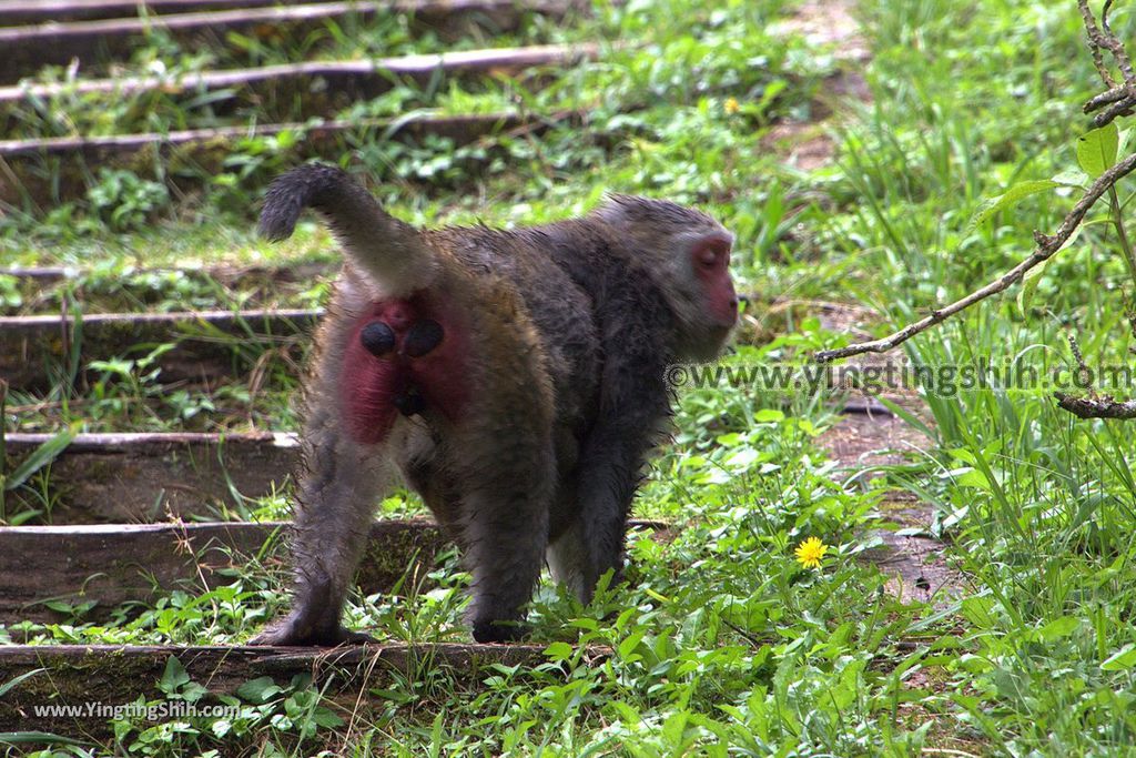 YTS_YTS_20181012_ 南投鹿谷溪頭自然教育園區Nantou Lugu Xitou Nature Education Area133_3A5A1376.jpg